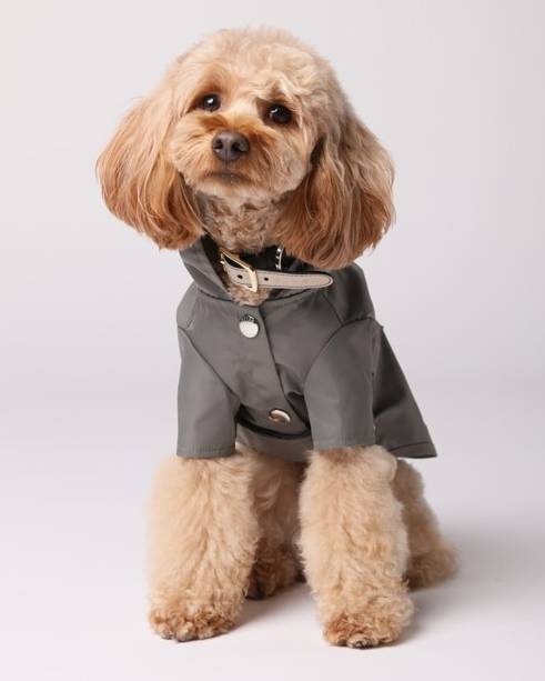 Stylish Puddle Jumpin' gunmetal rain jacket for small dogs, perfect for Yorkies or Doodles.