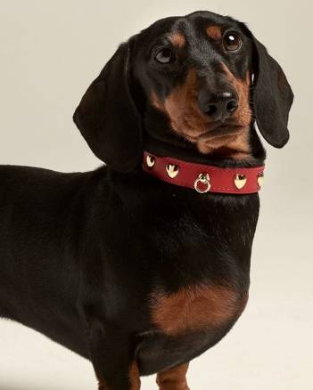 Red leather dog collar with charming heart studs, designed for a secure and stylish fit.