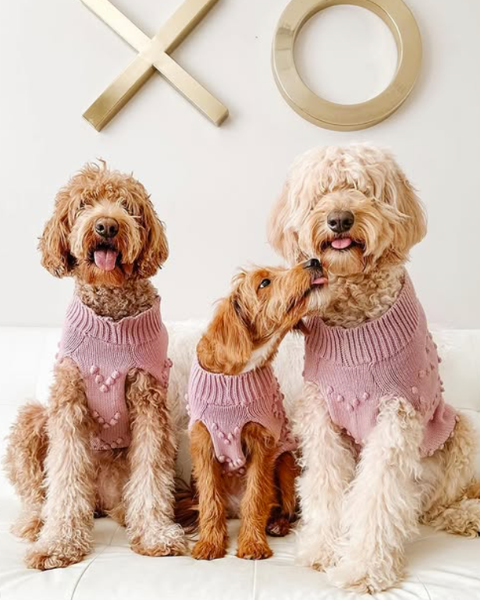 French Bulldog rocking the Head Over Paws pink dog sweater for ultimate cuteness.