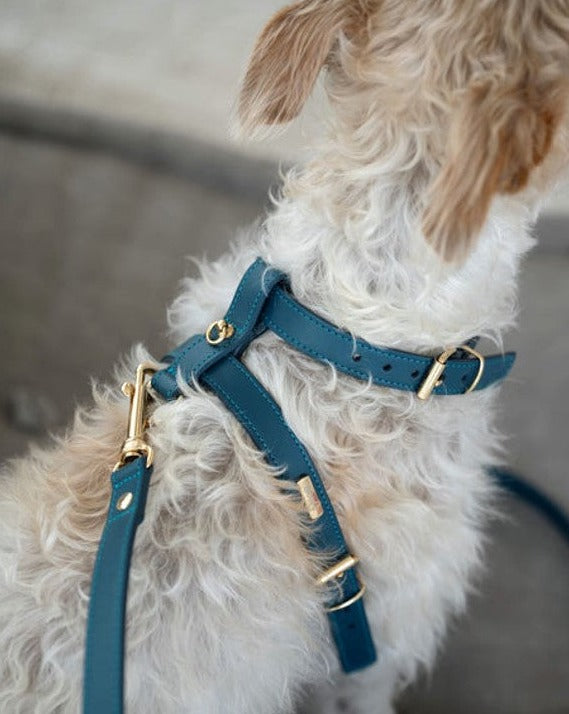 Palermo Blue Leather Dog Harness