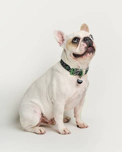 Fierce + Fab green zebra dog collar, perfect for small and medium breeds like French Bulldogs and Pugs.