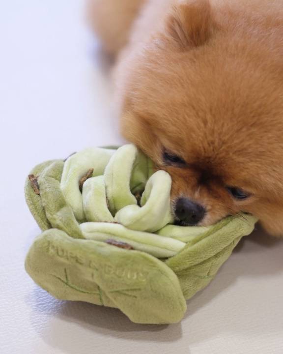 Adorable Lil' Sprout dog toy designed for interactive play, perfect for small breeds like Bichons or Pugs.