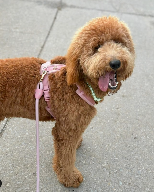 Bichon Frisé in a comfortable rose dog harness for secure outings.