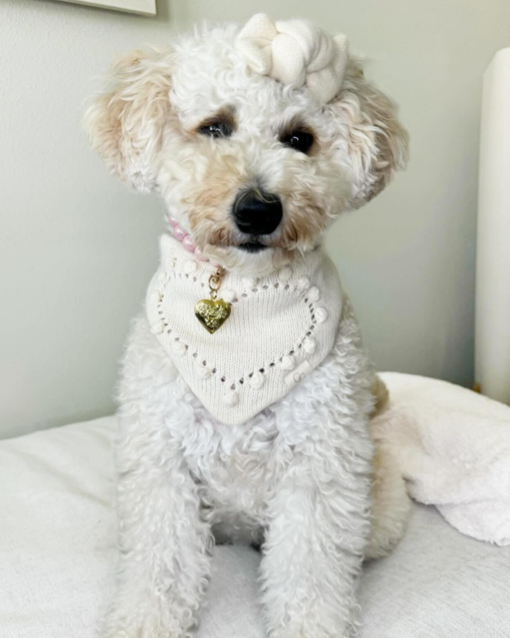 Yorkie in a stylish Heartbeats reversible dog bandana for special occasions.