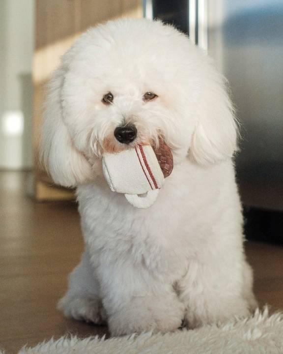 Brown espresso dog toy, shaped like a coffee cup, perfect for pet playtime and fun