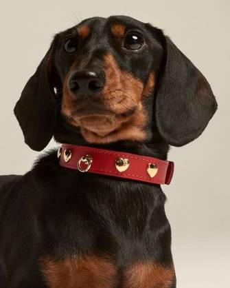 Close-up of the red leather dog collar with heart-shaped studs, adding a fashionable and playful touch.