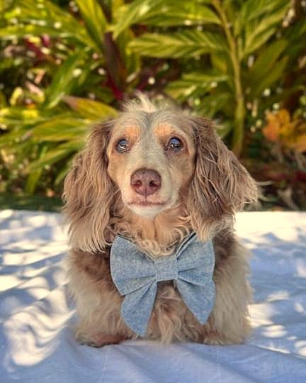 Denim dog bow in blue for small and medium dogs, perfect for casual or dressy looks