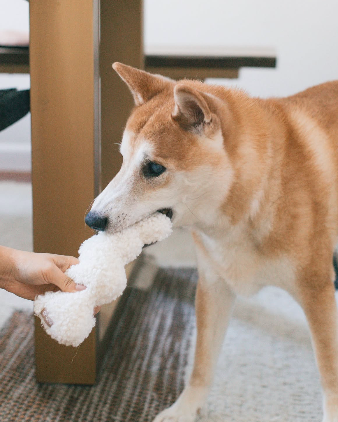 Wags + Wiggles Squiggle Plush Toy