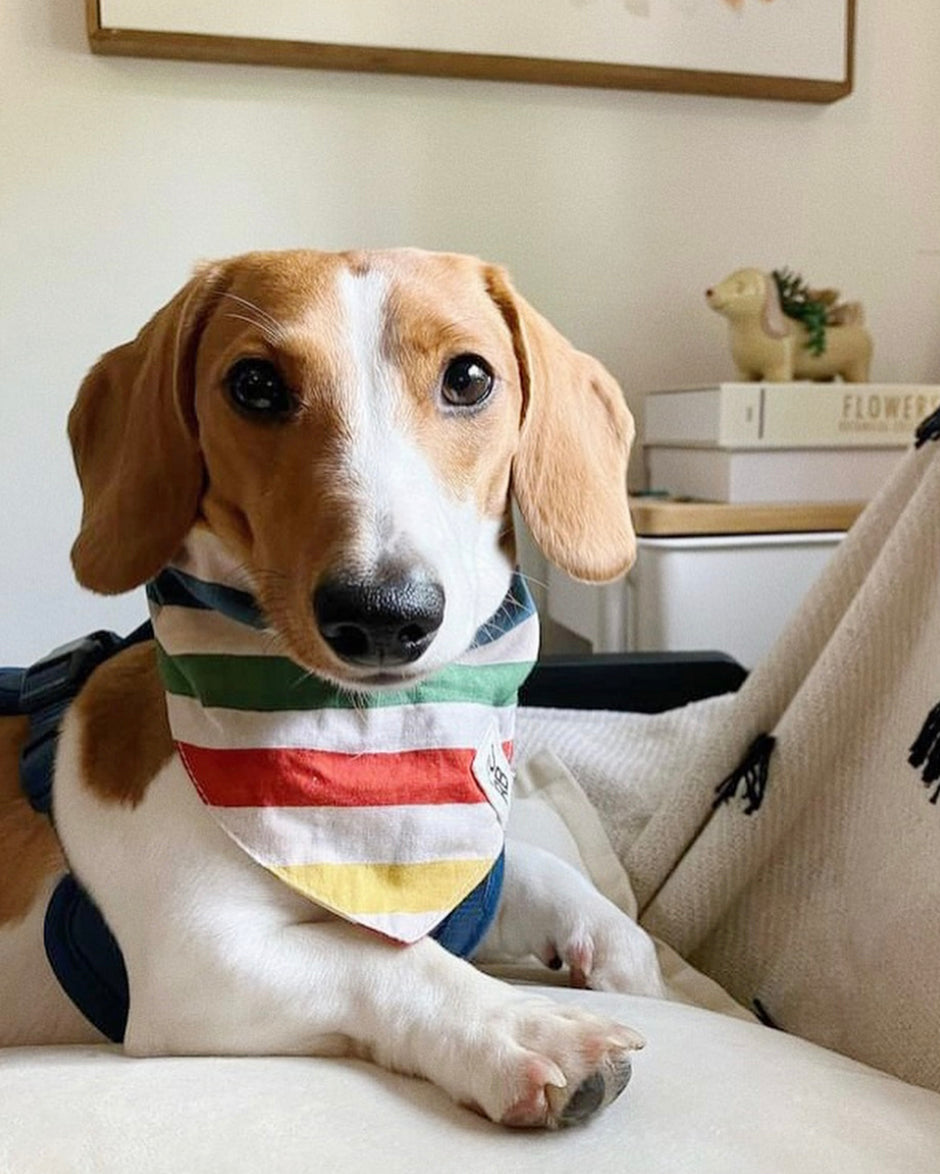 Beach Blanket Bingo Multi Striped Dog Bandana