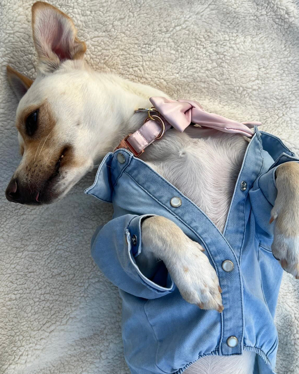 Boot Scootin' Denim Dog Shirt, easy to wear and ideal for casual outings with your dog.