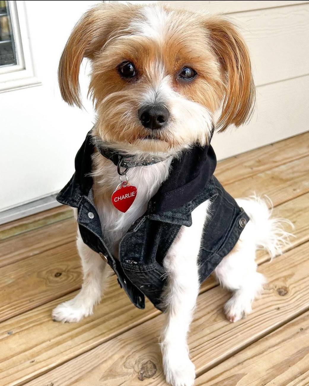 black denim dog vest with black hood for corgis