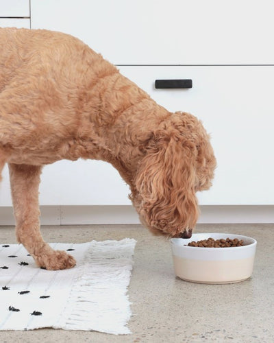 Nibbles + Bits Buttercream Ceramic Dog Bowl