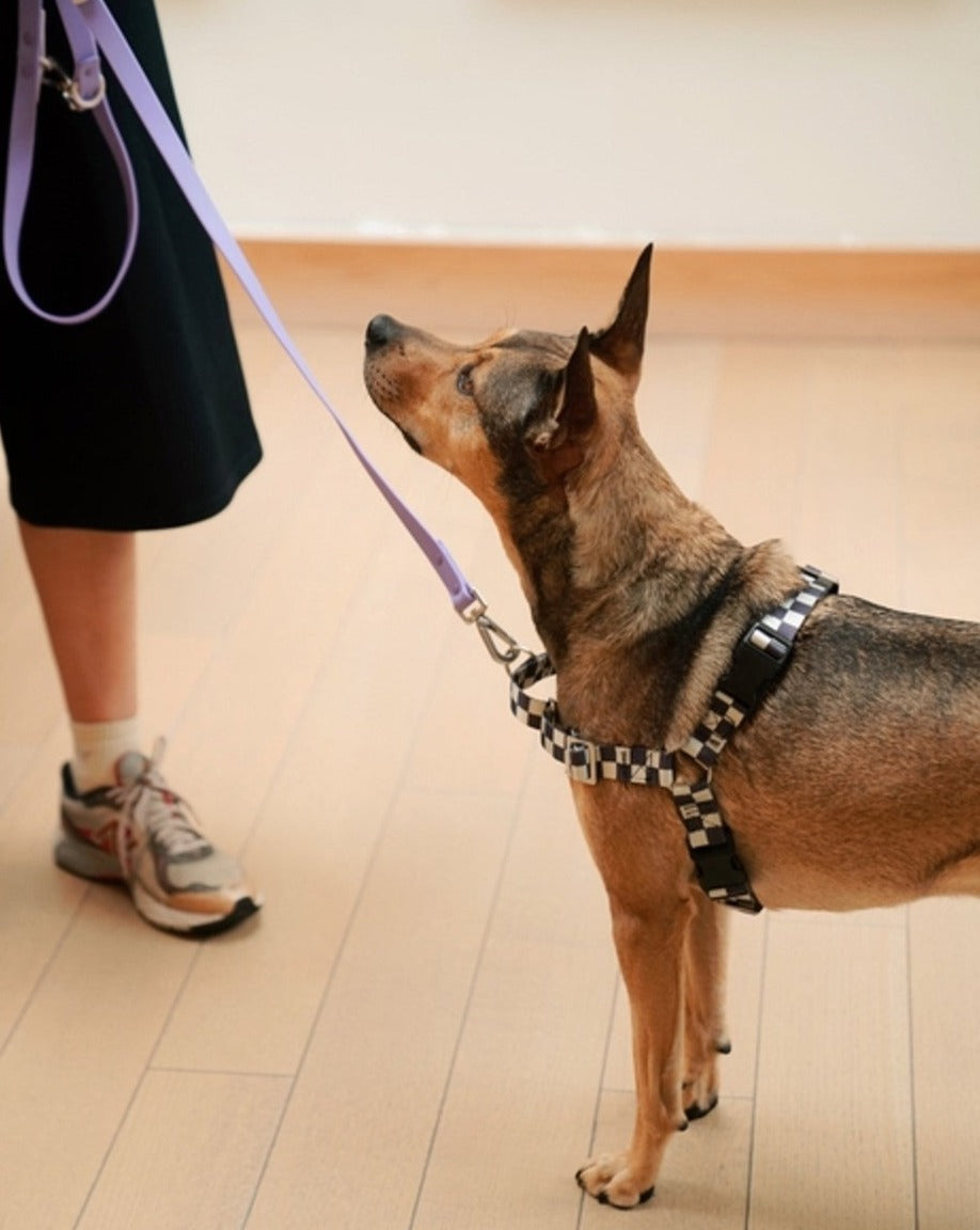 black and cream checkered dog harness