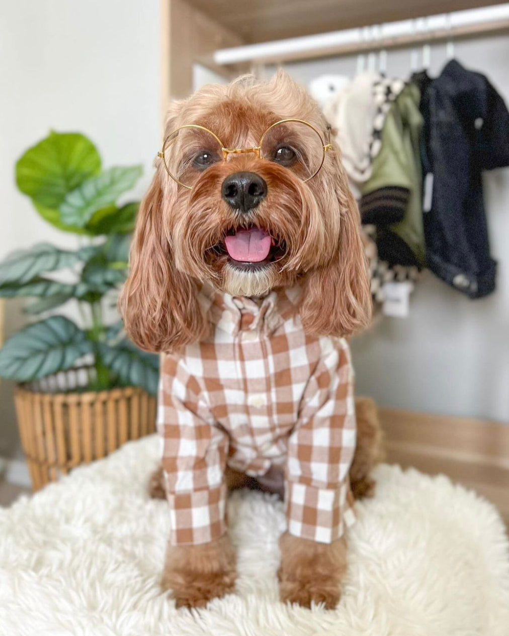 Sylvan Nutmeg Gingham Dog Shirt, great for your dog’s wardrobe and casual occasions.