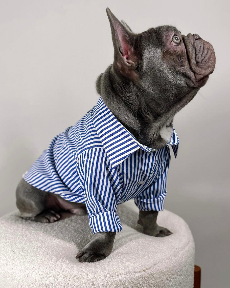 Nautical blue and white striped dog shirt, perfect for summer walks.