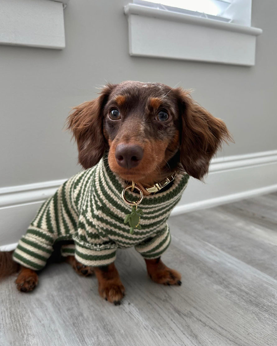 green and ivory striped turtleneck dog onesie dog clothes for poodles