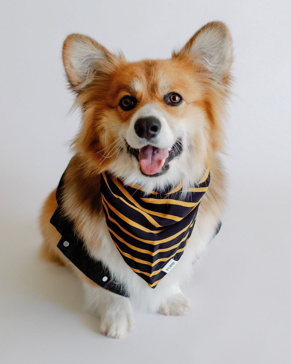 Only the Best Bandana in Black + Gold Stripe