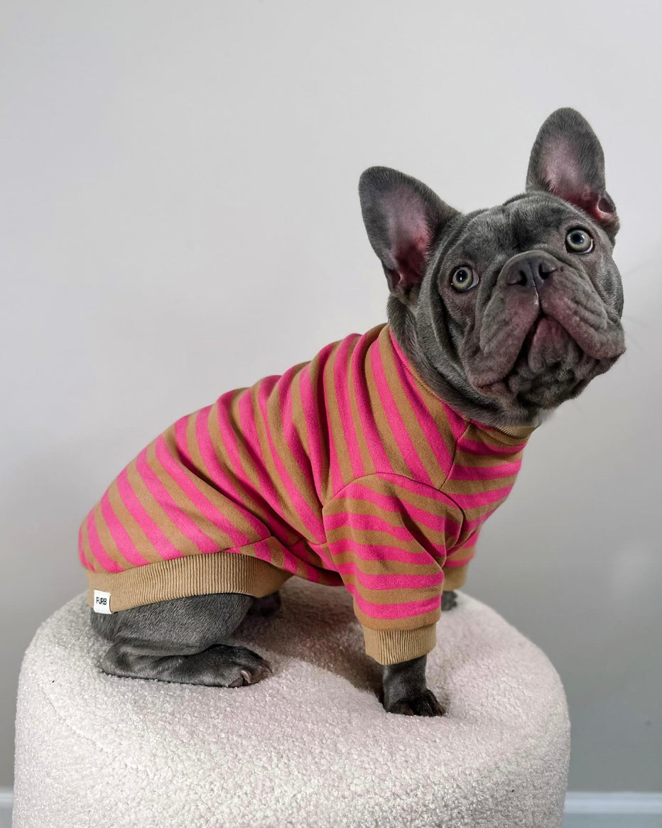 Camden Pink + Tan Striped Dog Sweatshirt. French bulldog pink shirt.