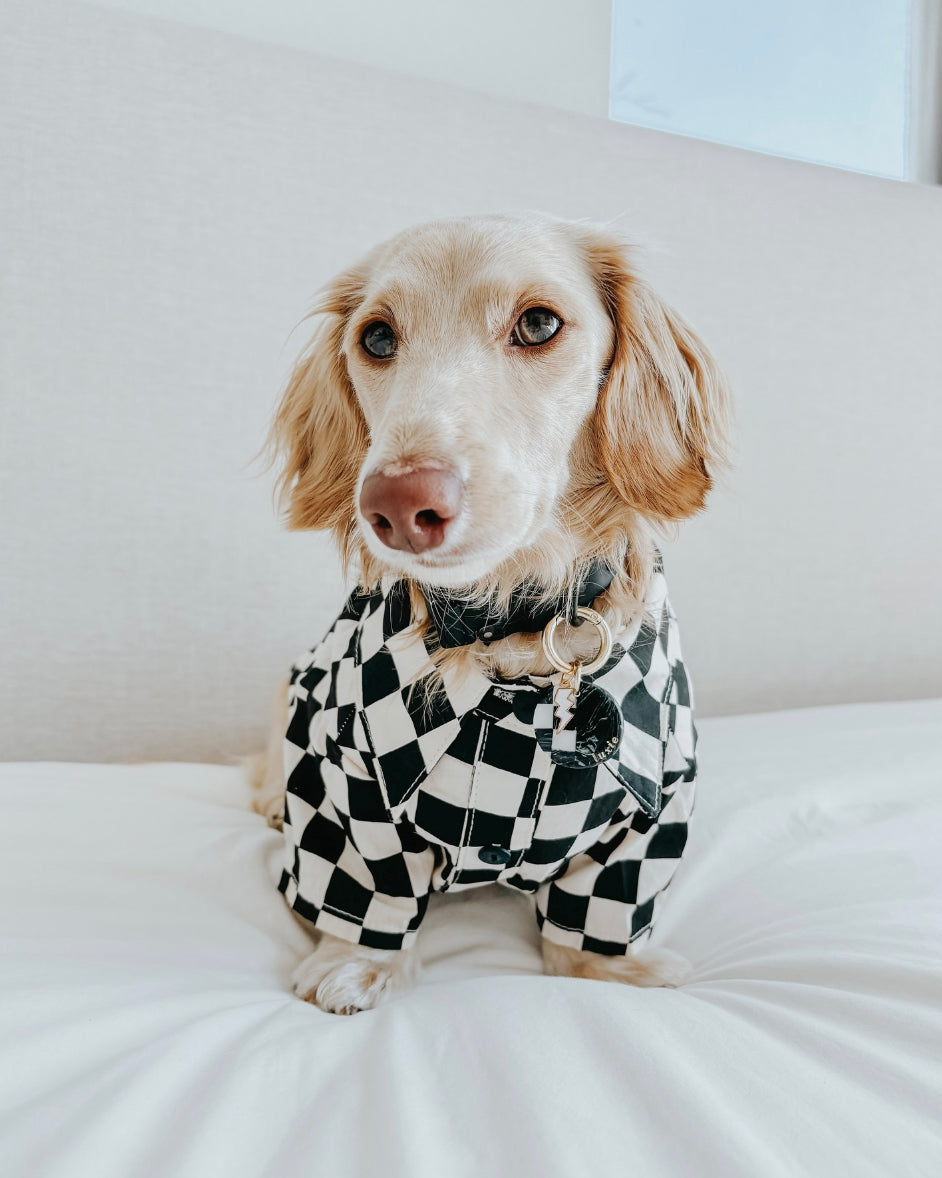 Ryder Black Check Dog Shirt Product Image Detail