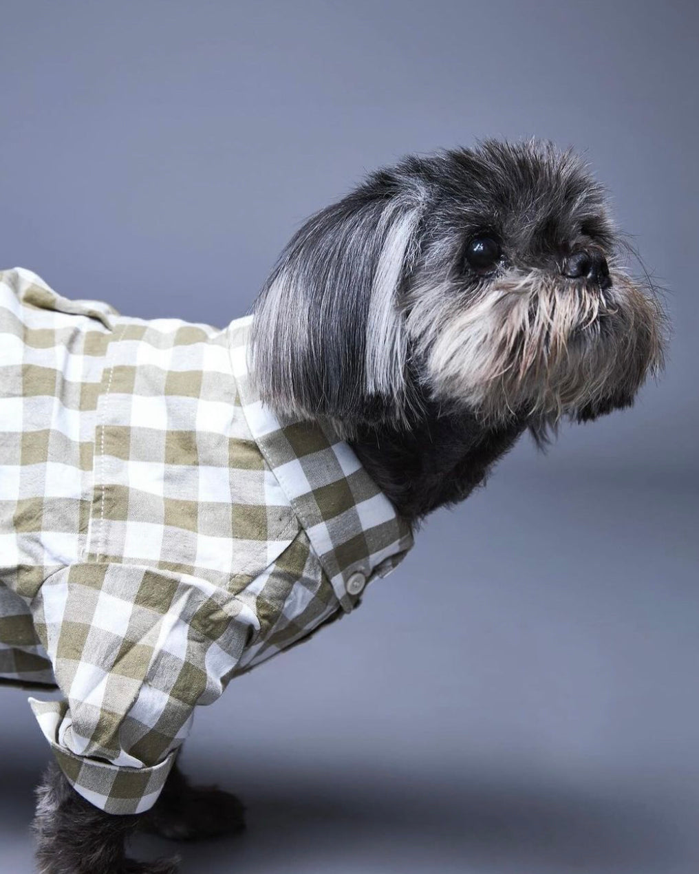 Sylvan Moss Gingham Dog Shirt Product Image Detail extra small dog clothes chihuahua