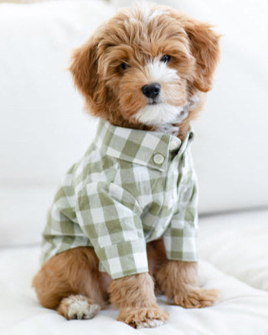 Sylvan Moss Gingham Dog Shirt