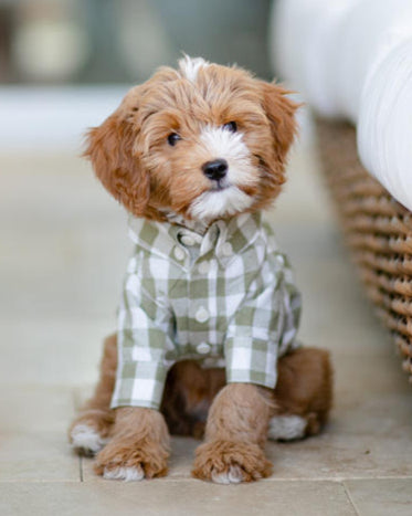 Sylvan Moss Gingham Dog Shirt