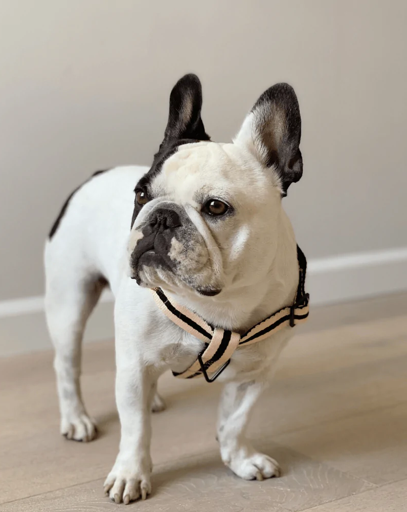 Classic dog clearance harness